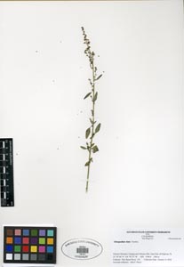 Herbarium Sheet of SDSU 19741